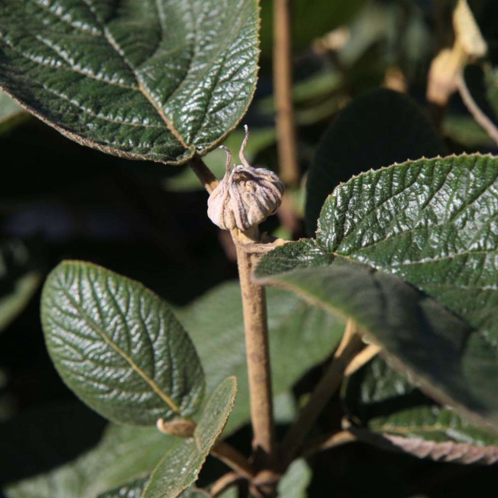 Viburnum lantana - Morrionera