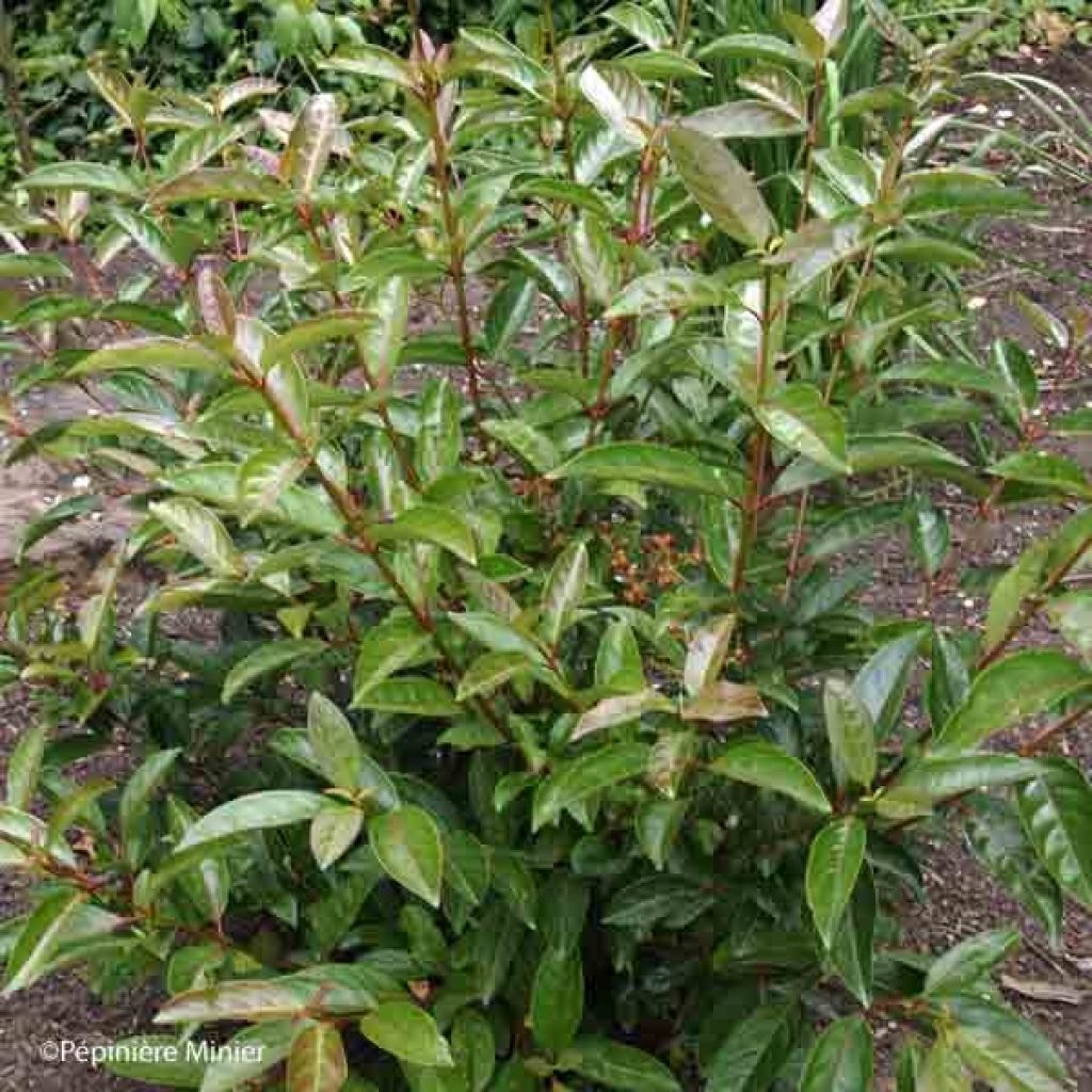 Viburnum Le Bois Marquis - Viburno