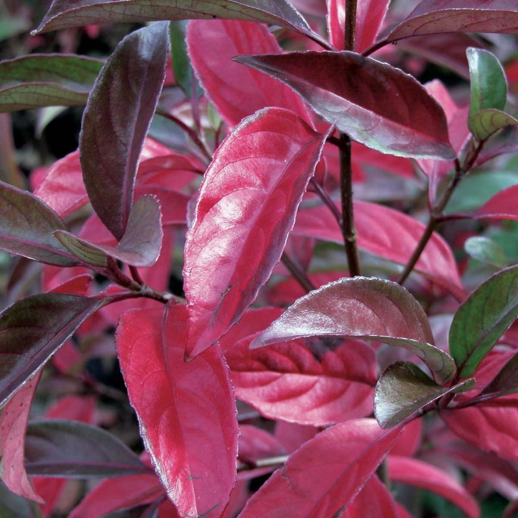 Viburnum Le Bois Marquis - Viburno