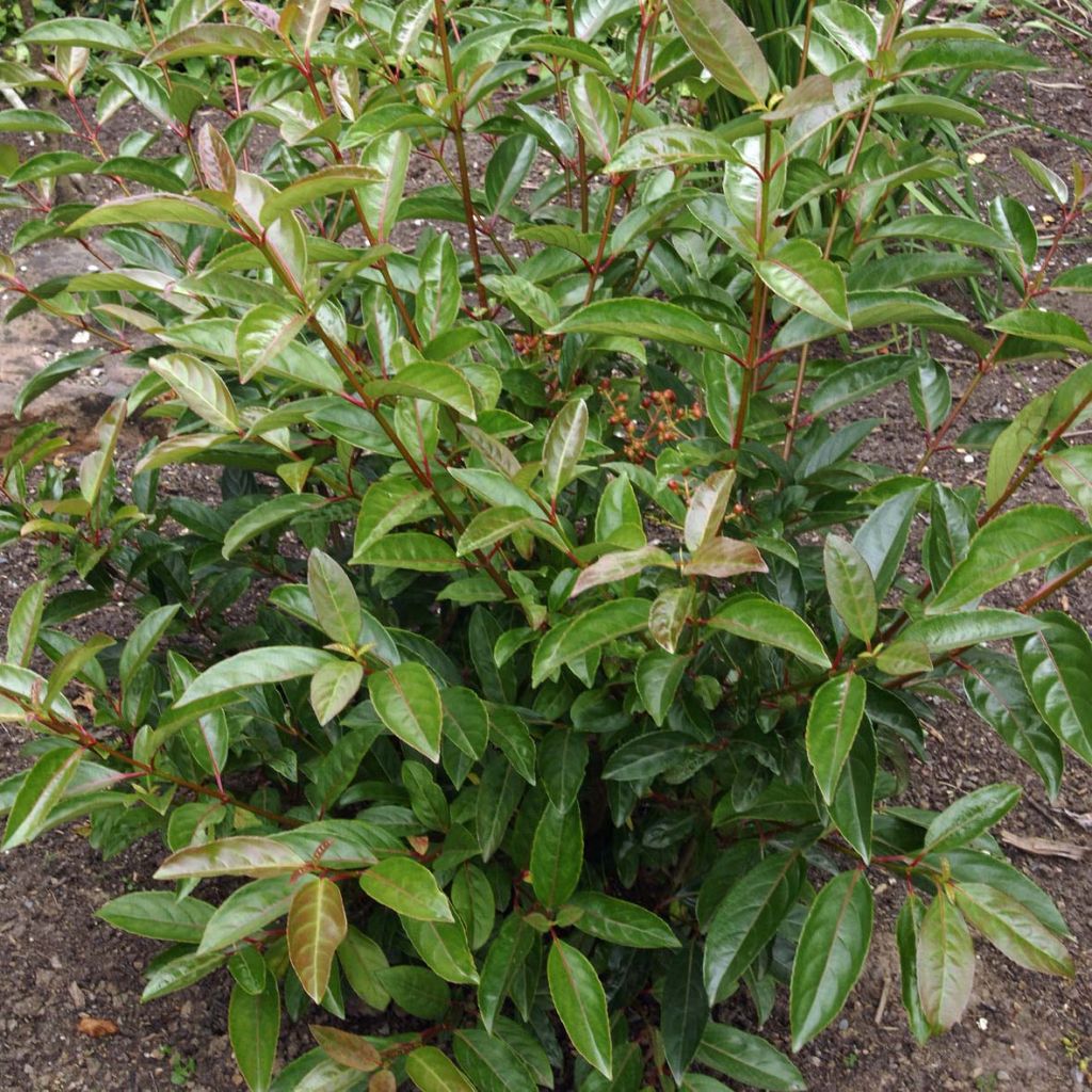 Viburnum Le Bois Marquis - Viburno