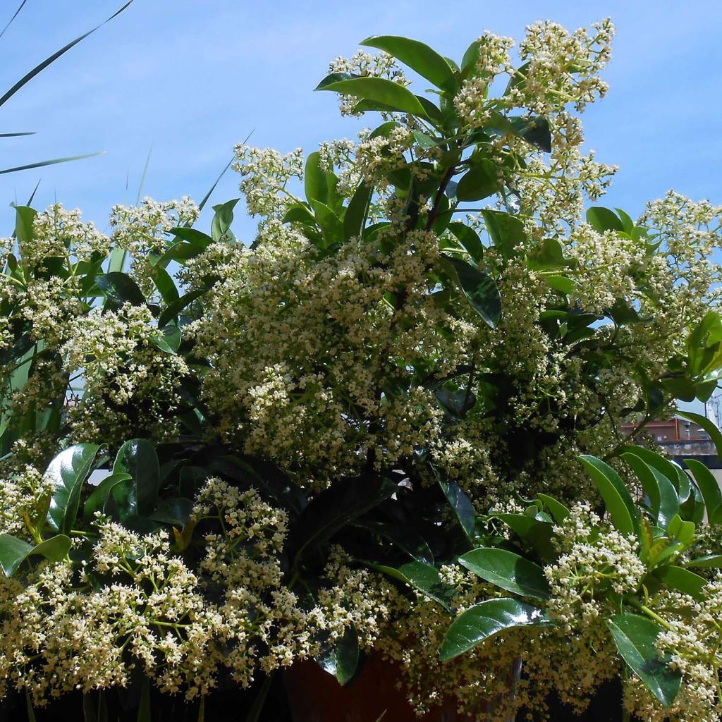 Viburnum lucidum - Viburno