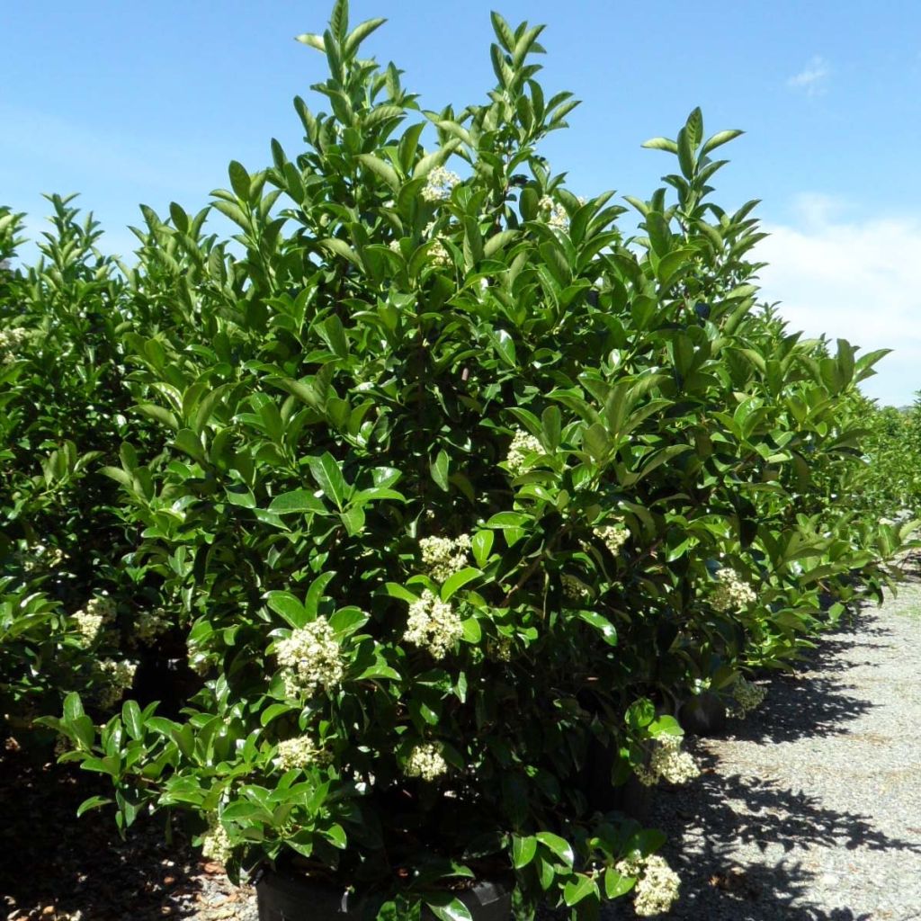 Viburnum lucidum - Viburno