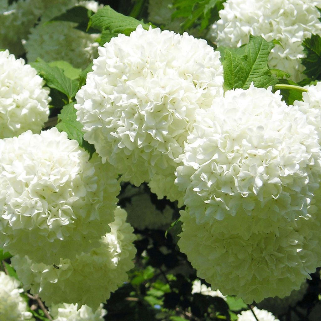 Viburnum opulus Roseum