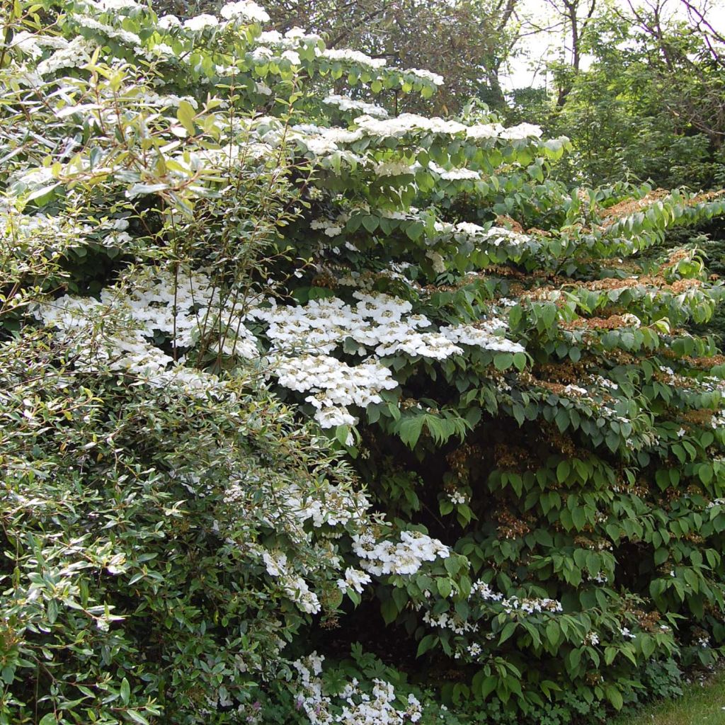 Viburnum plicatum Lanarth - Viburno de China