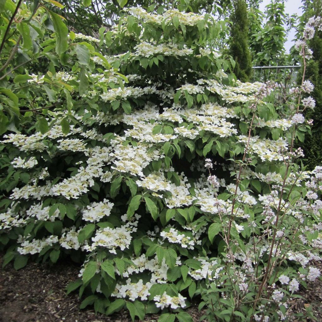 Viburnum plicatum Lanarth - Viburno de China