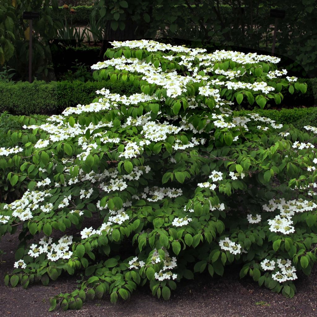 Viburnum plicatum Mariesii - Viburno de China