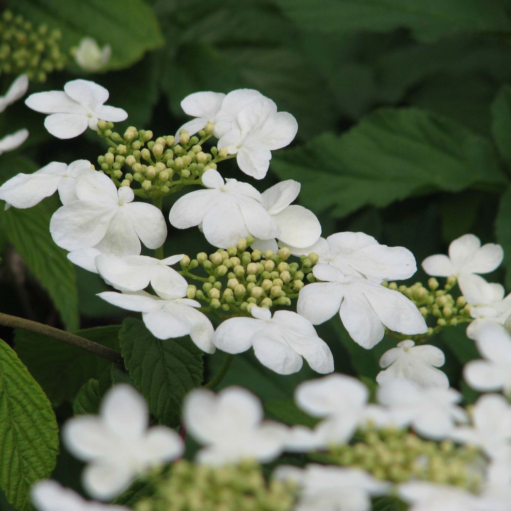 Viburnum plicatum Mariesii - Viburno de China