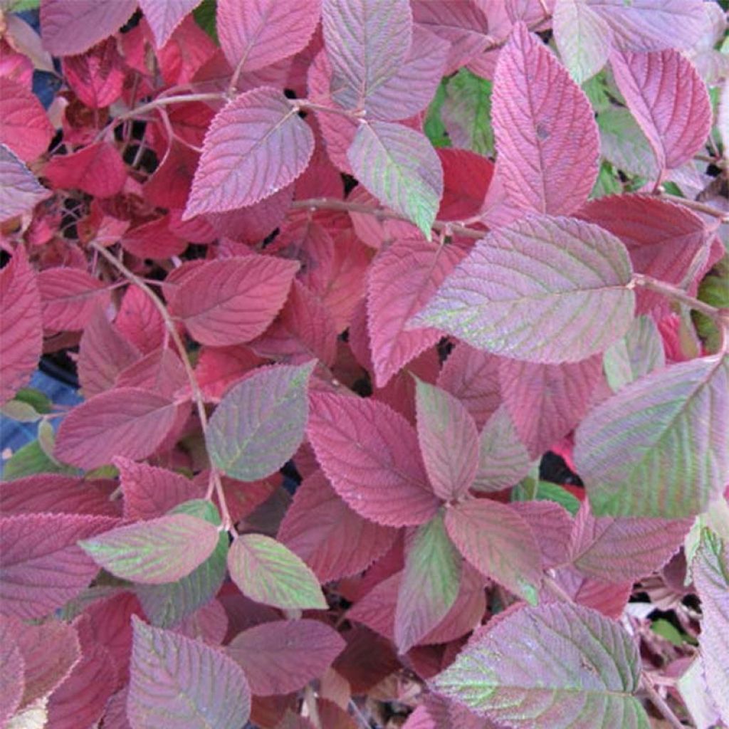 Viburnum plicatum Mariesii - Viburno de China