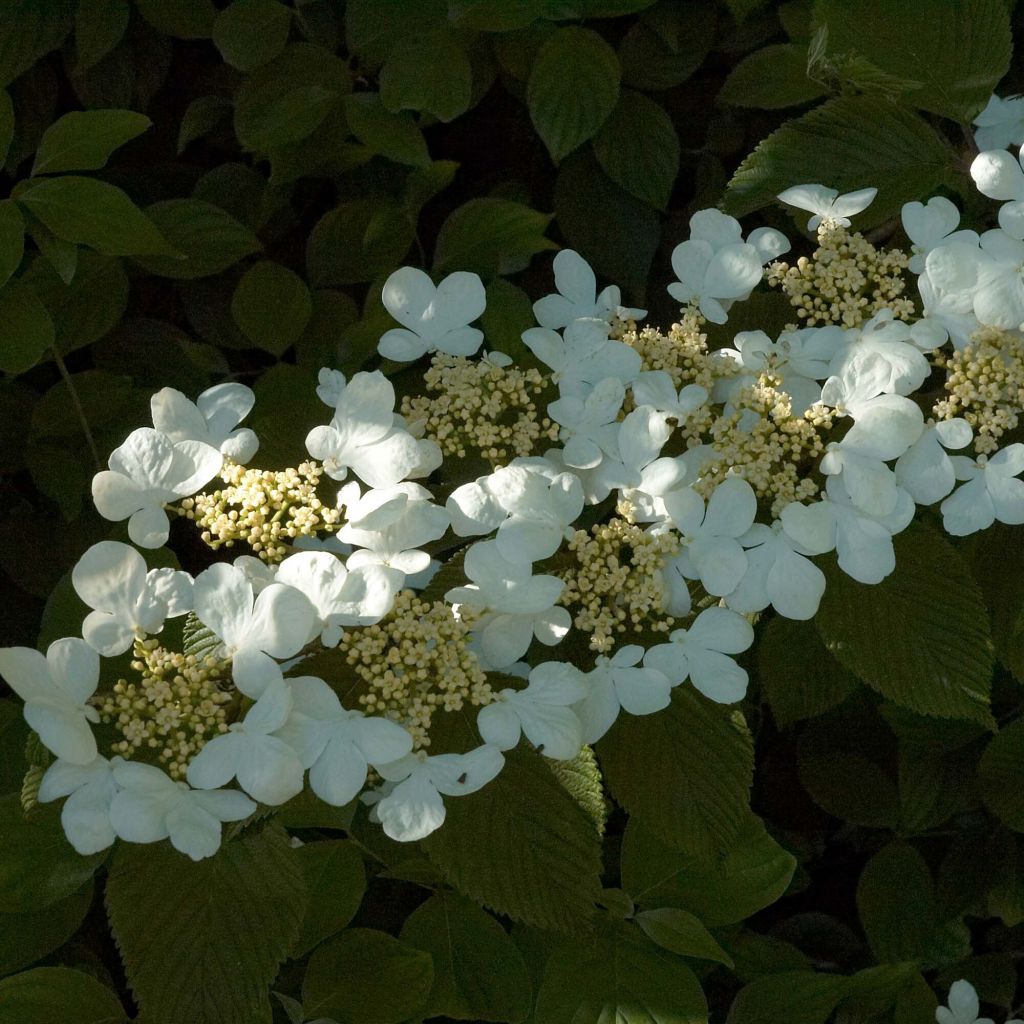 Viburnum plicatum Mariesii - Viburno de China