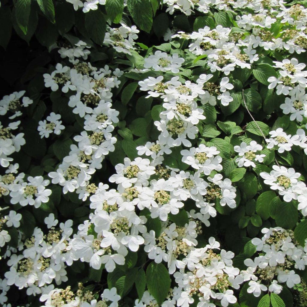 Viburnum plicatum Mariesii - Viburno de China