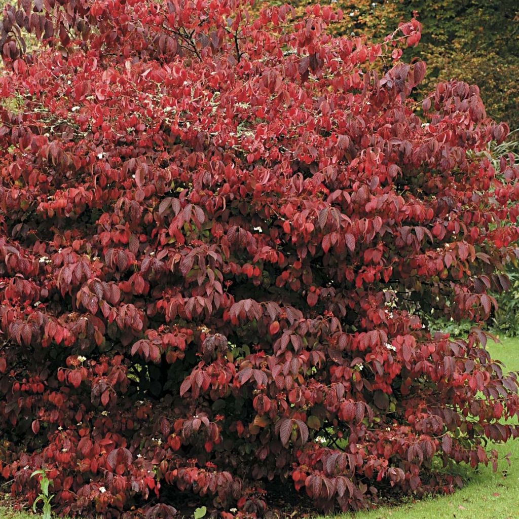 Viburnum plicatum Mariesii Great Star - Viburno de China