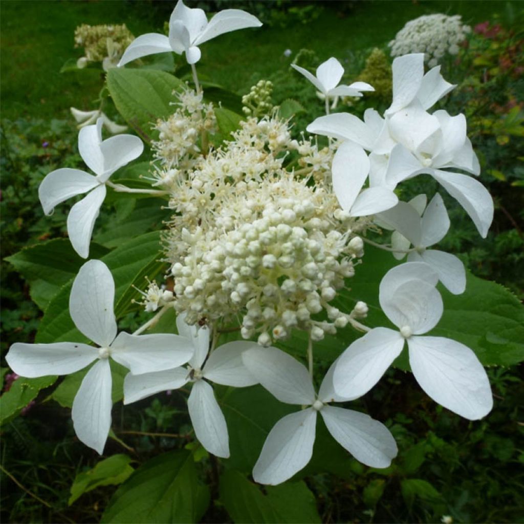 Viburnum plicatum Mariesii Great Star - Viburno de China