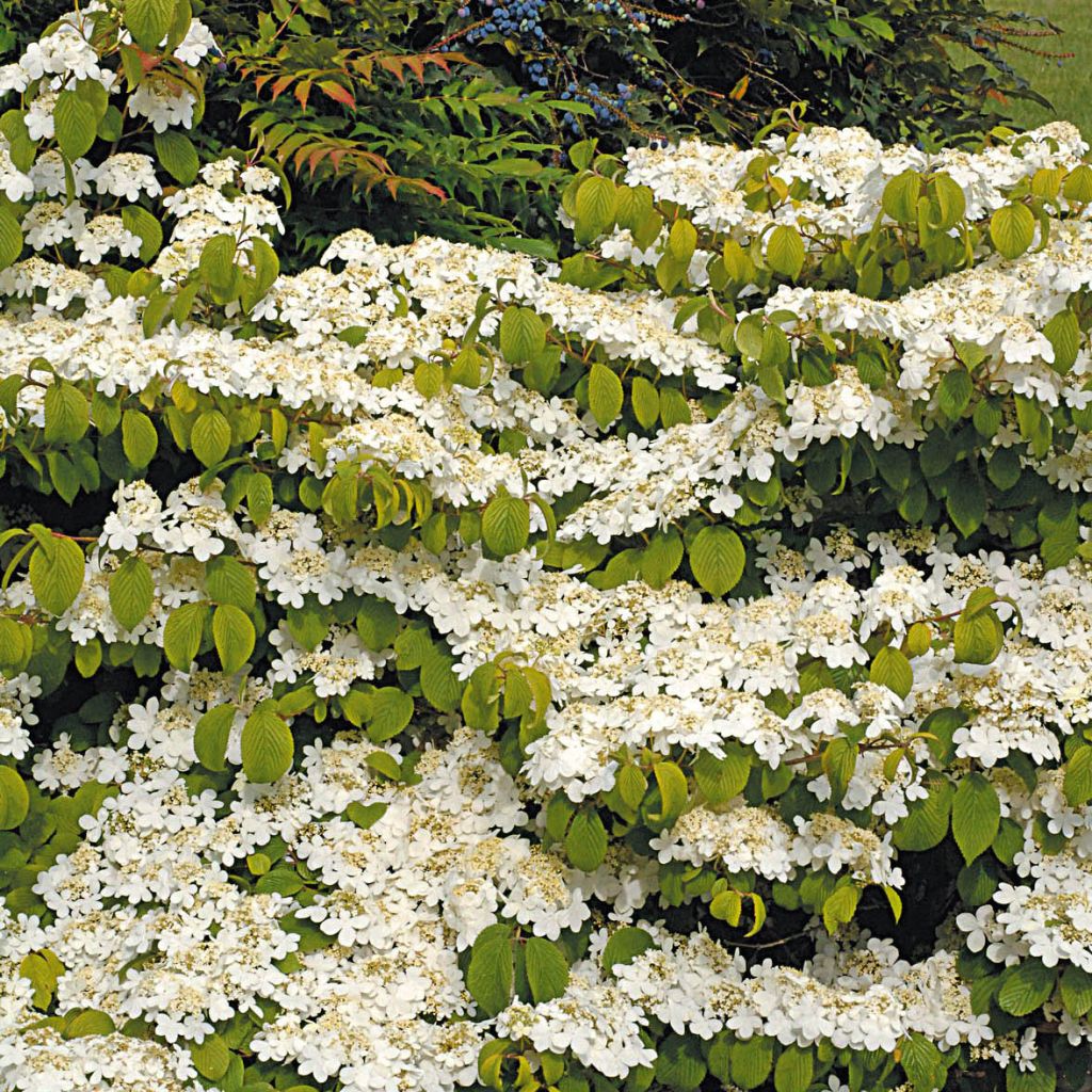 Viburnum plicatum Mariesii Great Star - Viburno de China