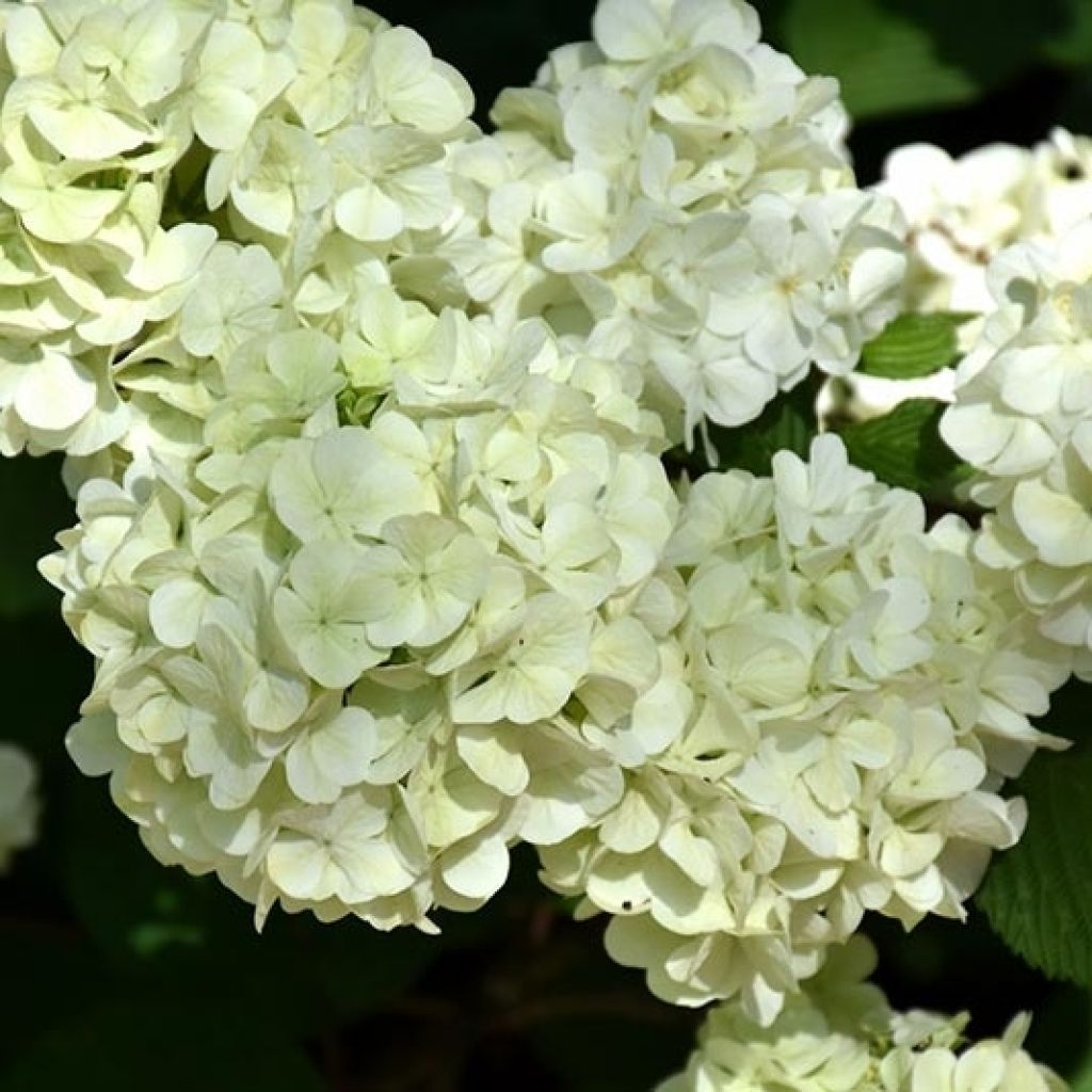 Viburnum plicatum Opening Day - Viburno de China