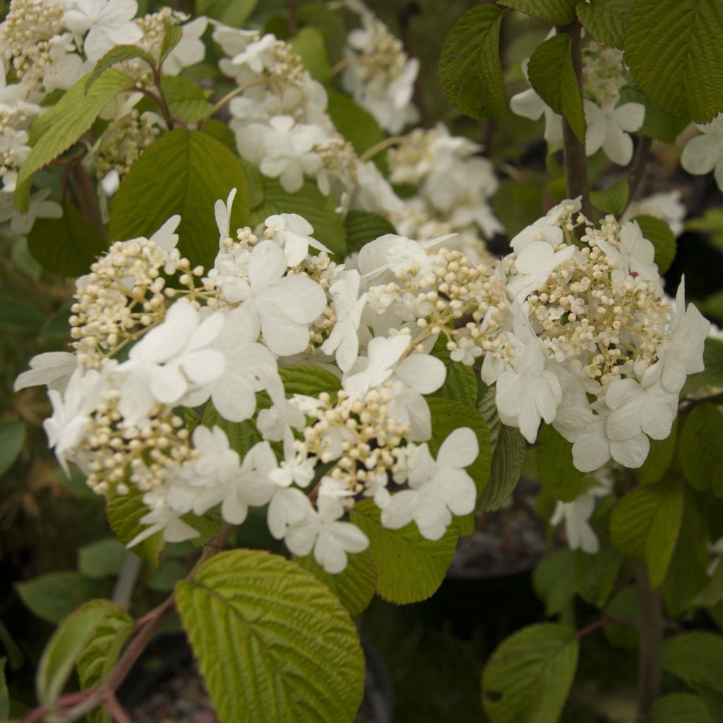 Viburnum plicatum mariesii Shasta - Viburno de China