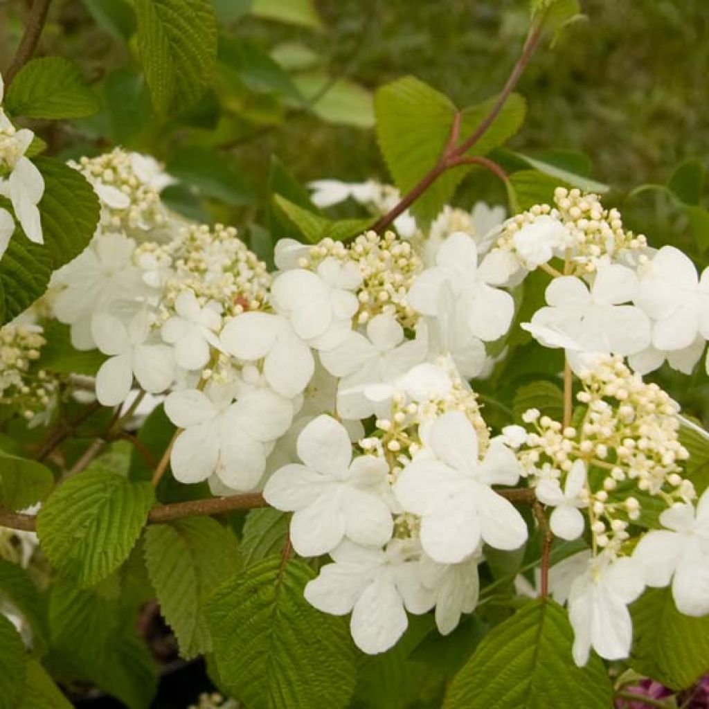 Viburnum plicatum Summer Snow Flake - Viburno de China