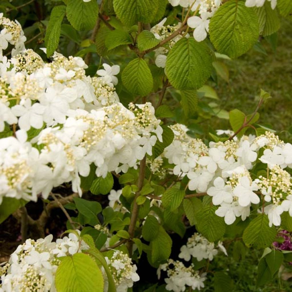 Viburnum plicatum Summer Snow Flake - Viburno de China