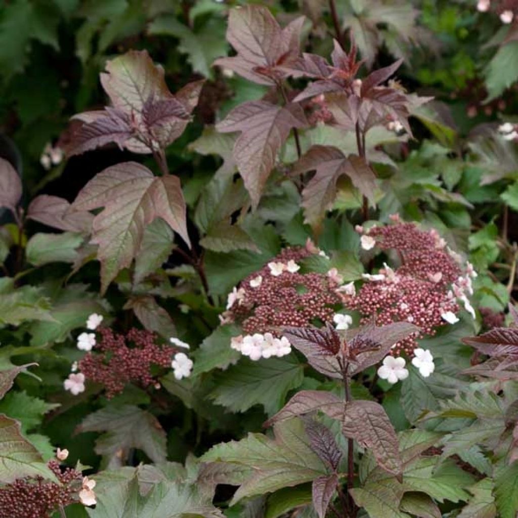 Viburnum sargentii Onondaga - Viburno