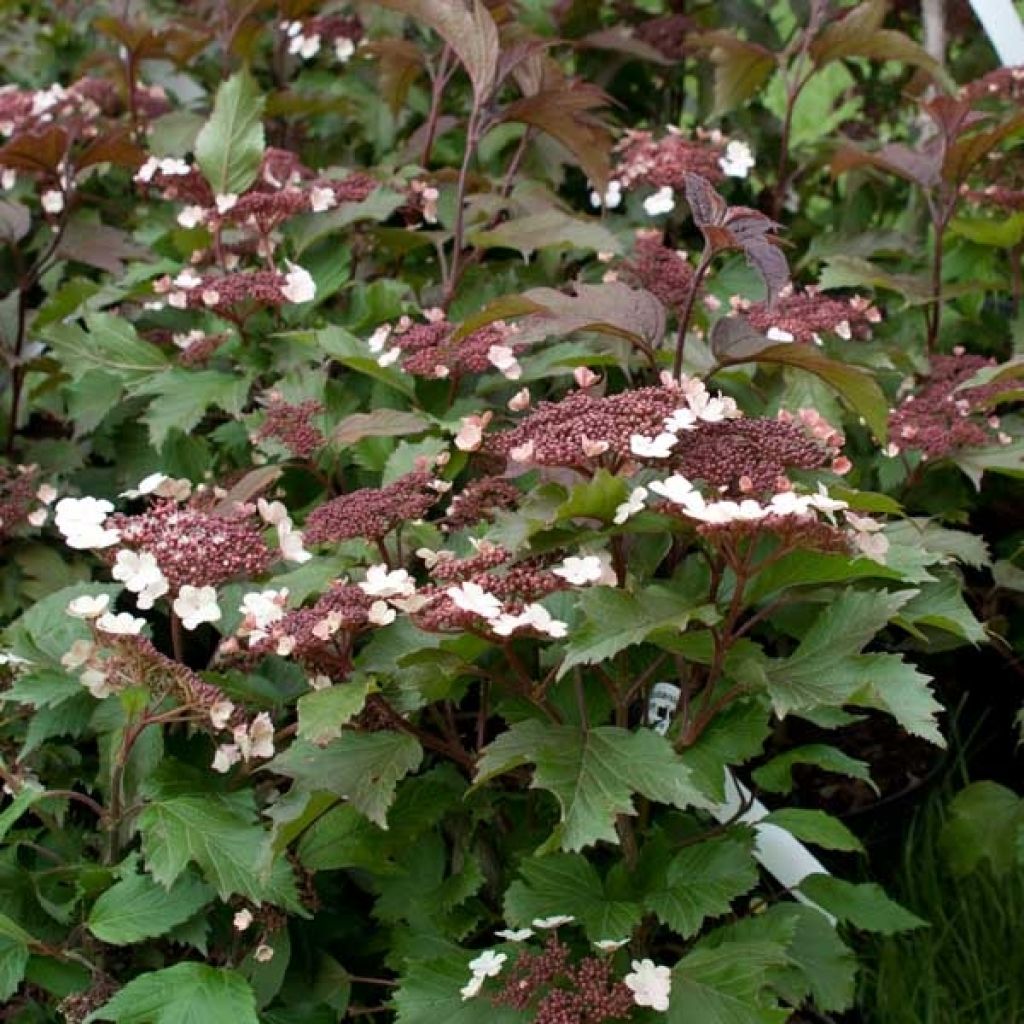 Viburnum sargentii Onondaga - Viburno