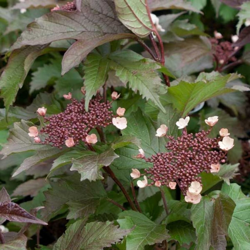 Viorne, Viburnum sargentii Onondaga en pot de 3,5L