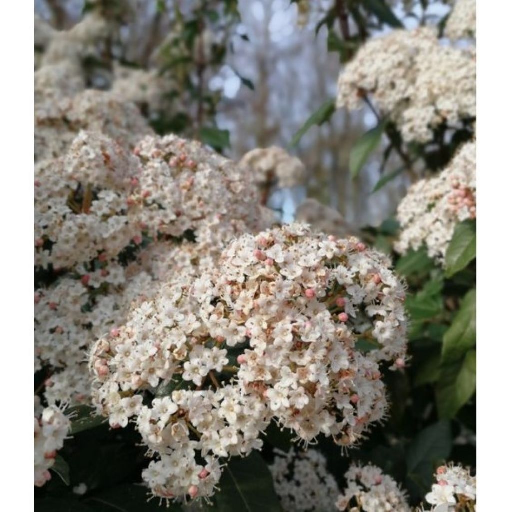 Viburnum tinus Eve Price - Durillo