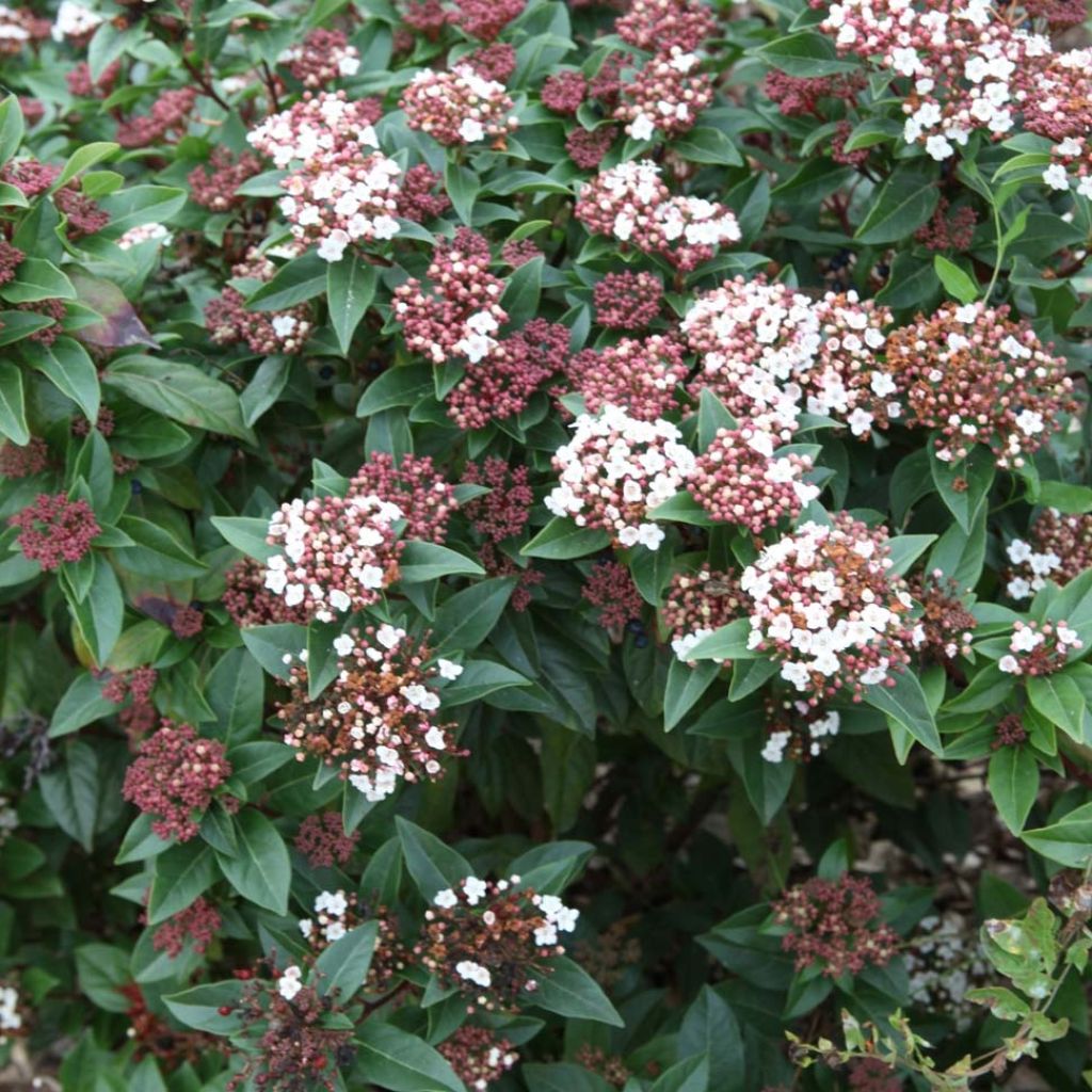 Viburnum tinus Spirit - Durillo