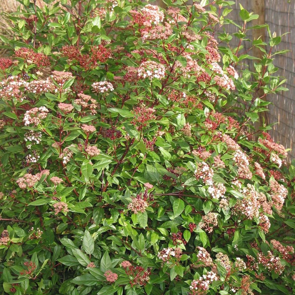 Viburnum tinus Spirit - Durillo