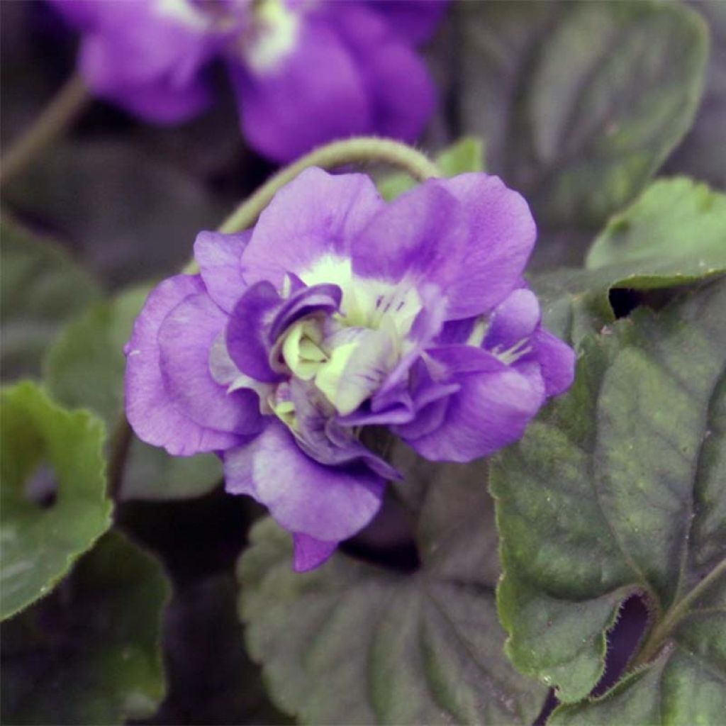 Viola odorata Plena - Violeta