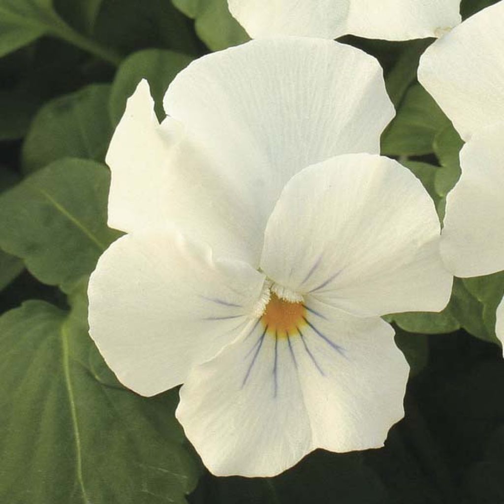 Viola Retombante Blanche