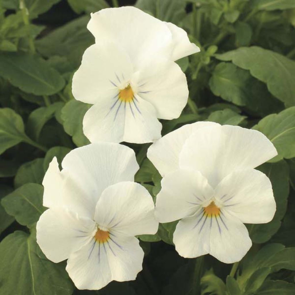 Viola Retombante Blanche