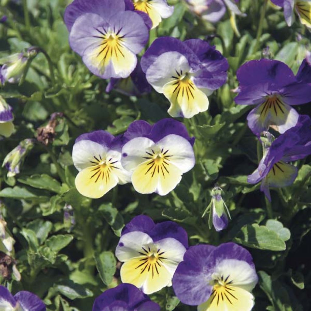 Viola Retombante Jaune à Ailes Bleues