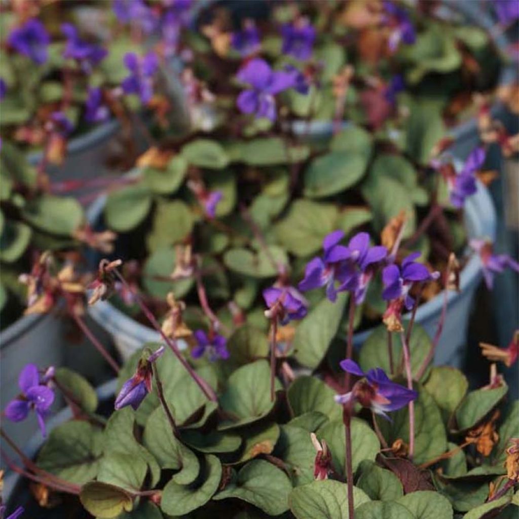 Viola walteri Silver Gem - Violeta