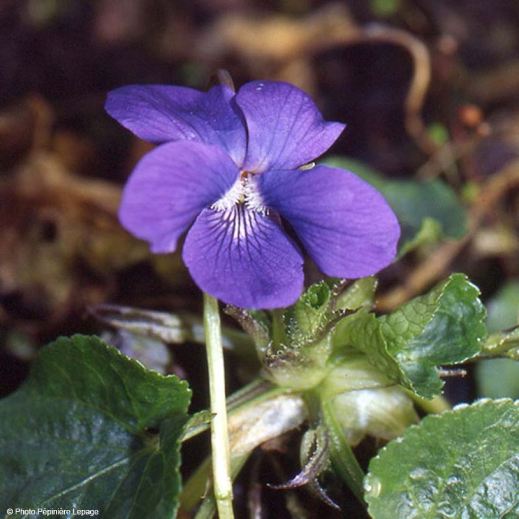 Viola odorata Mrs Pinehurst - Violeta