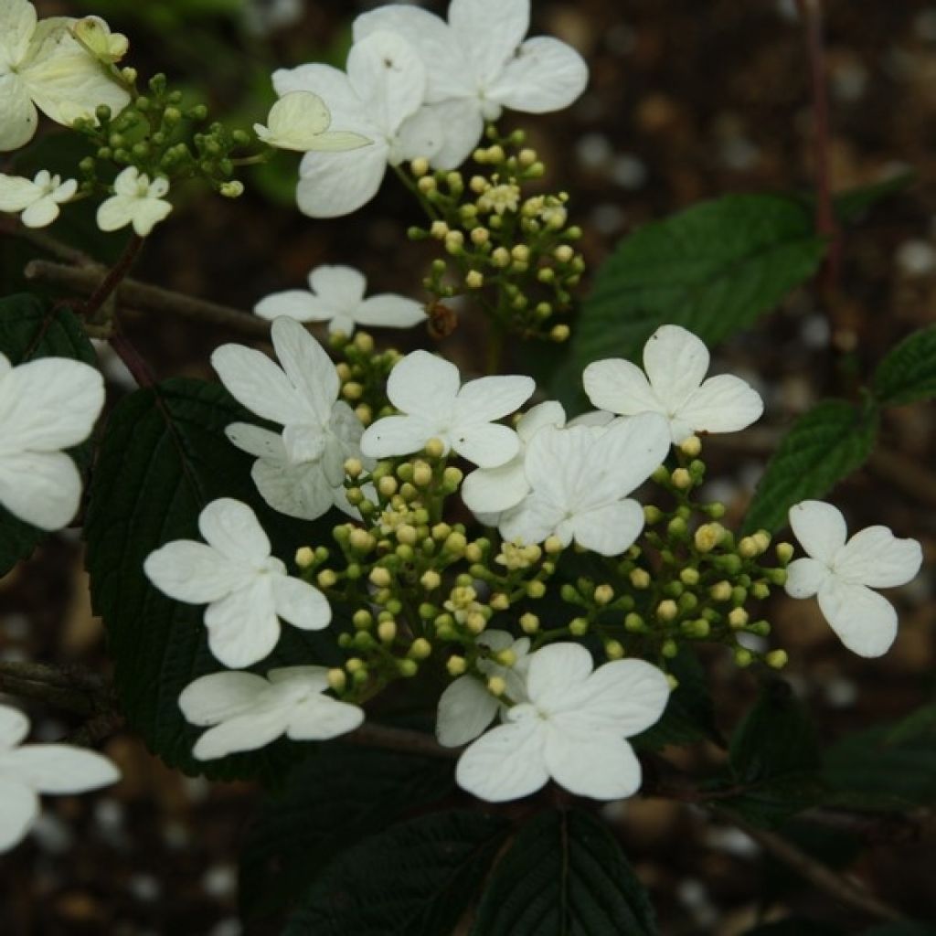 Viburnum plicatum Watanabe - Viburno de China