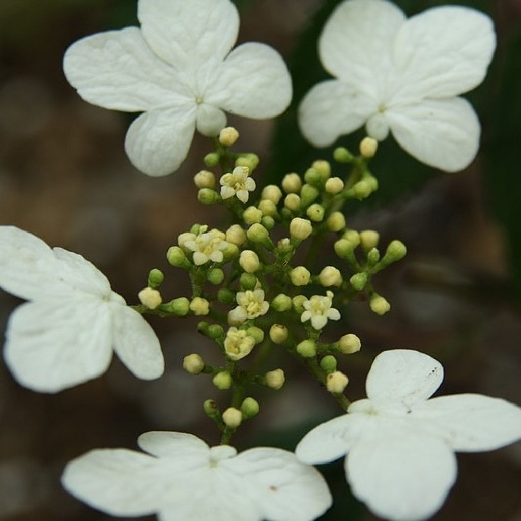 Viburnum plicatum Watanabe - Viburno de China