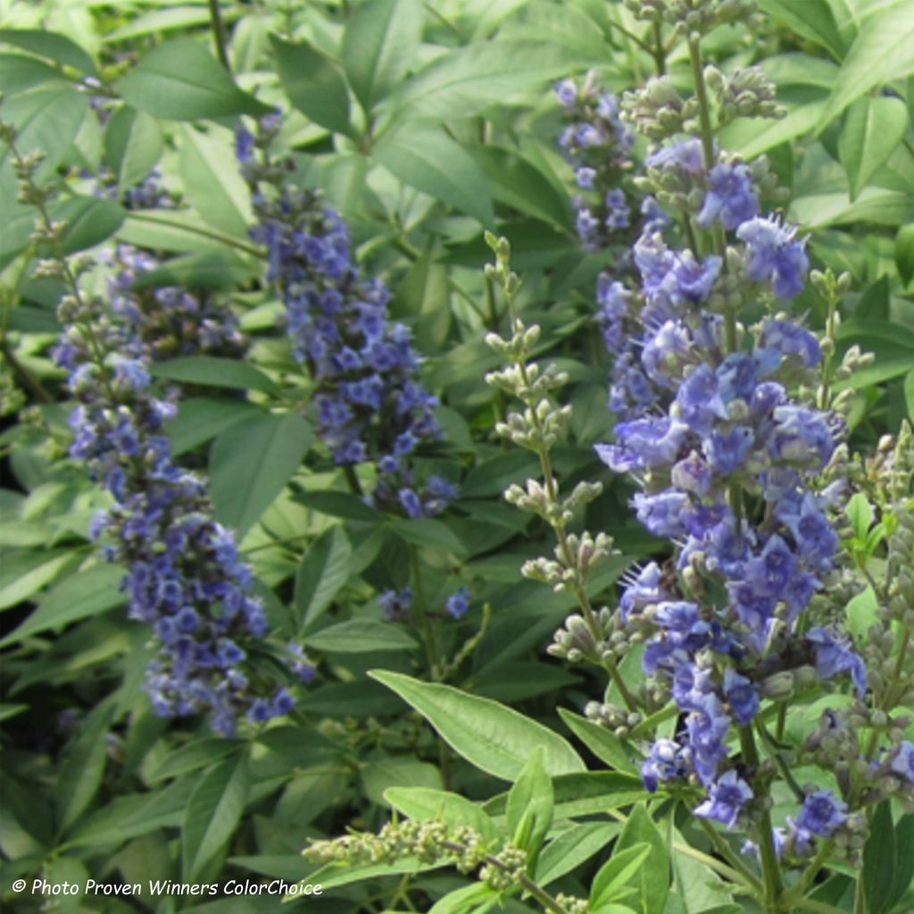 Vitex agnus-castus Blue Didley - Sauzgatillo