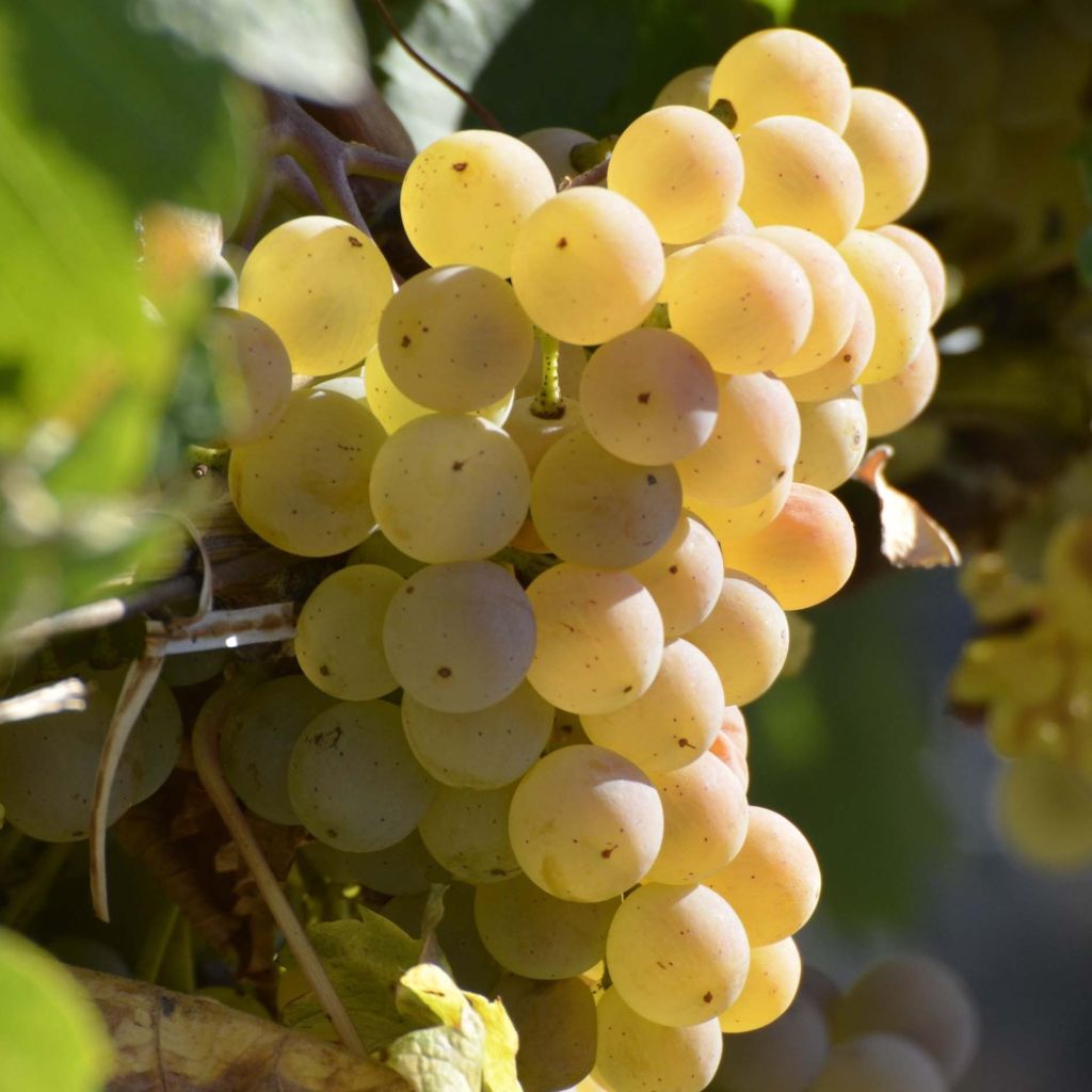 Vigne Fragola Bianca - Raisin fraise