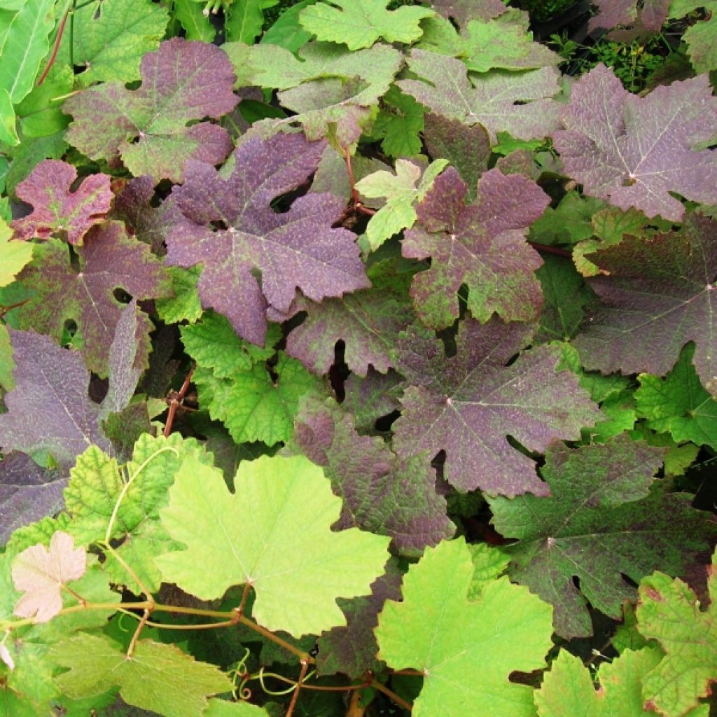 Vigne d'ornement - Vitis vinifera Purpurea