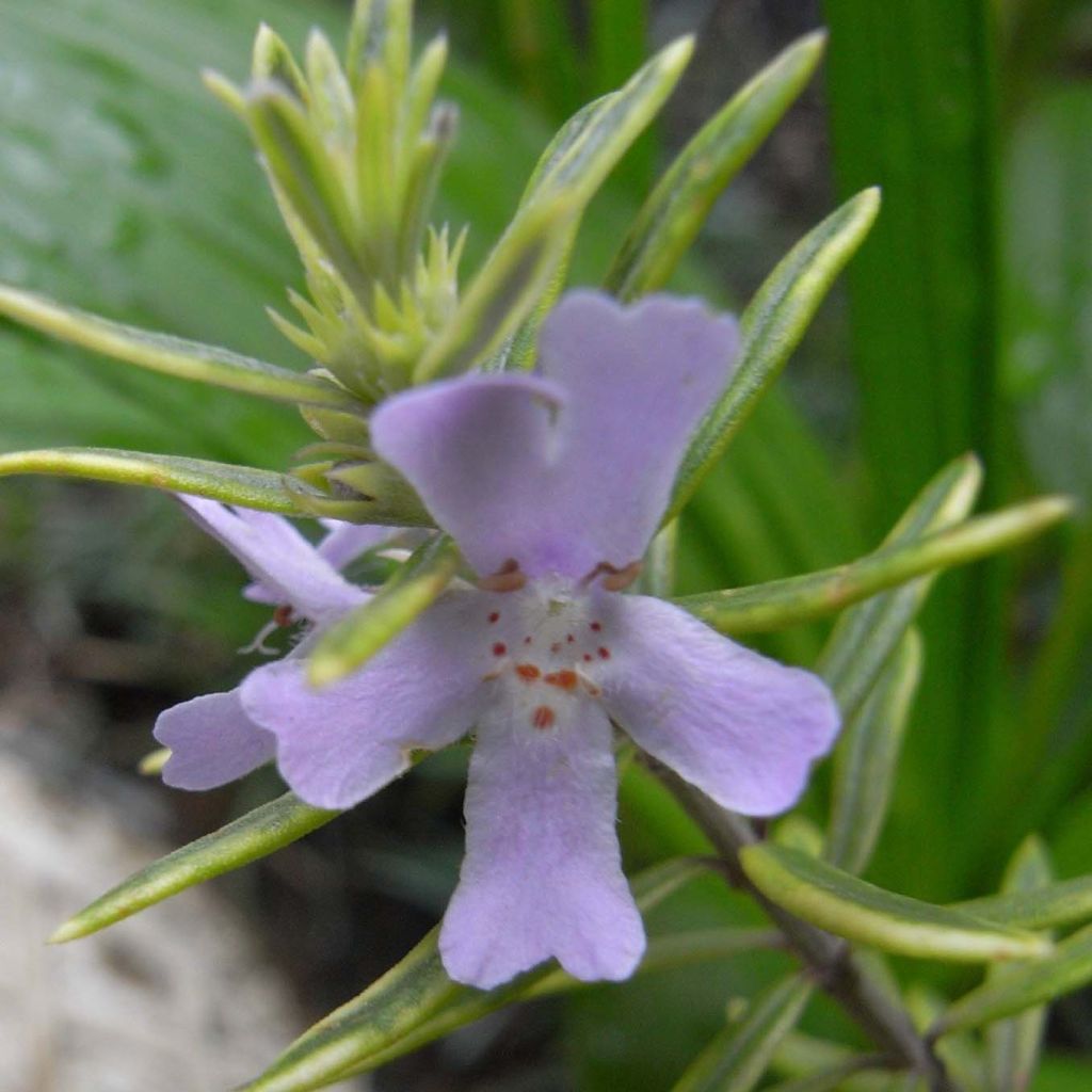 Westringia fruticosa - Romero australiano