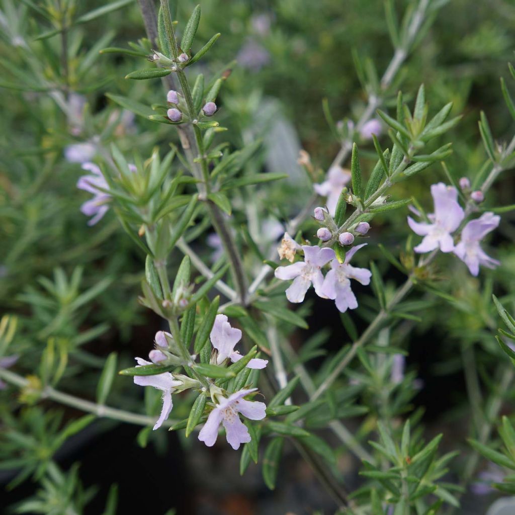 Westringia fruticosa - Romero australiano