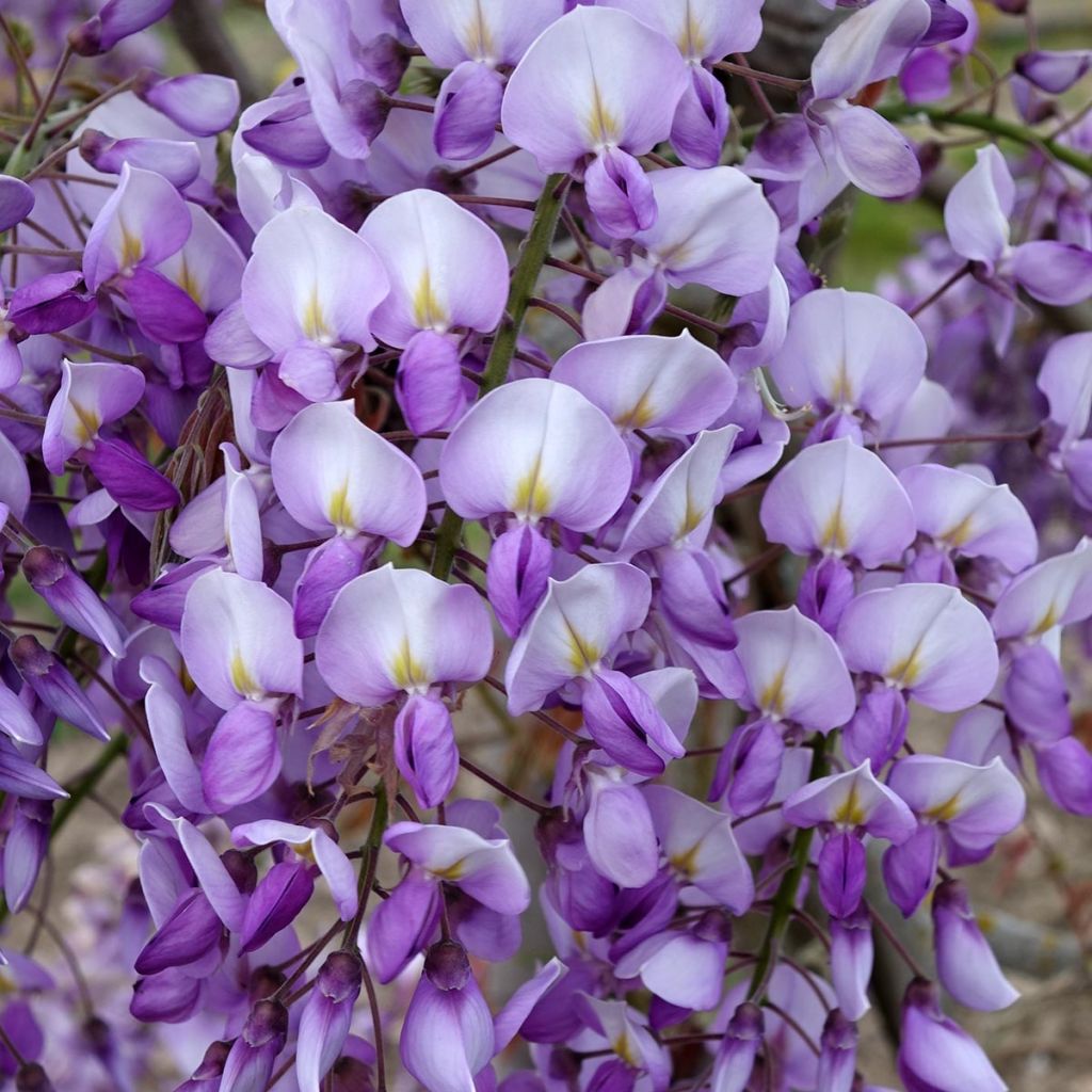 Wisteria venusta Grande Diva Barbara - Glicina japonesa