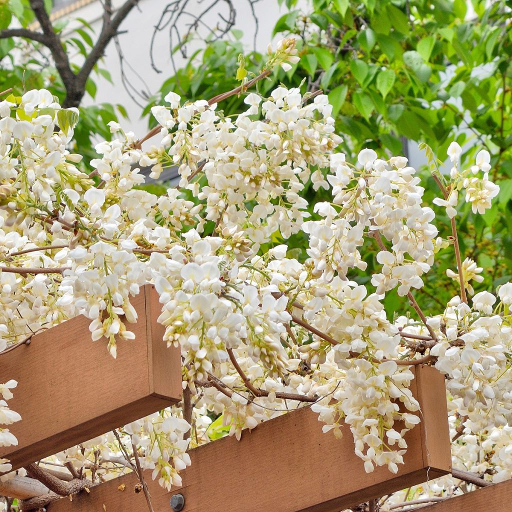 Wisteria brachybotrys White Silk - Glicinia