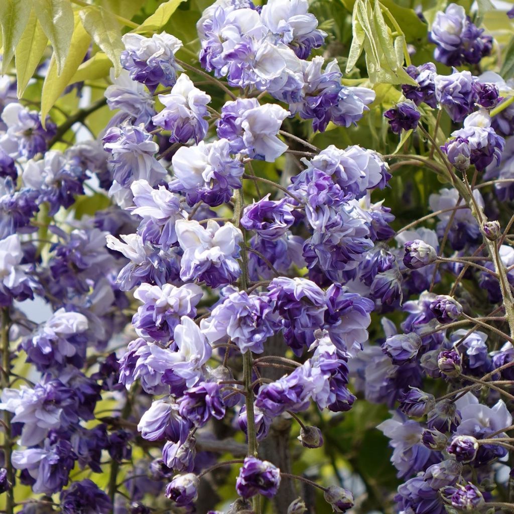 Wisteria venusta Grande Diva Cecilia - Glicina japonesa