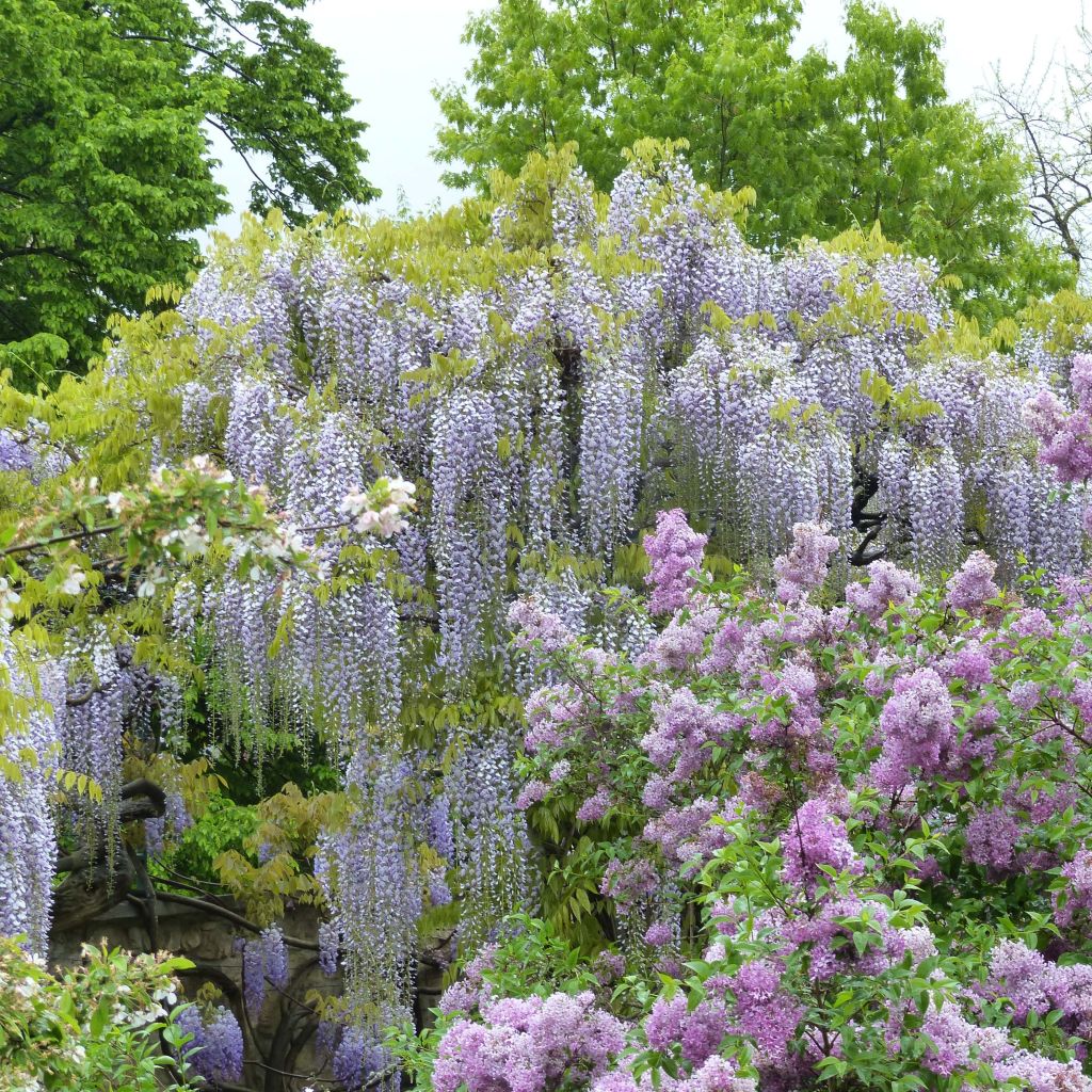 Wisteria floribunda Macrobotrys De Belder - Glicinia japonesa