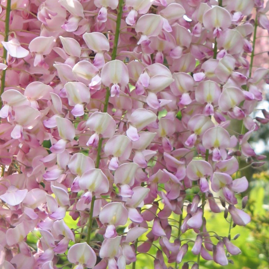 Wisteria floribunda Honbeni - Glicinia japonesa