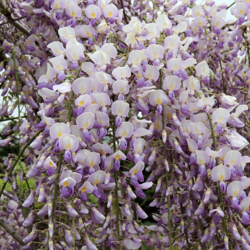 Wisteria venusta Grande Diva Maria - Glicina japonesa