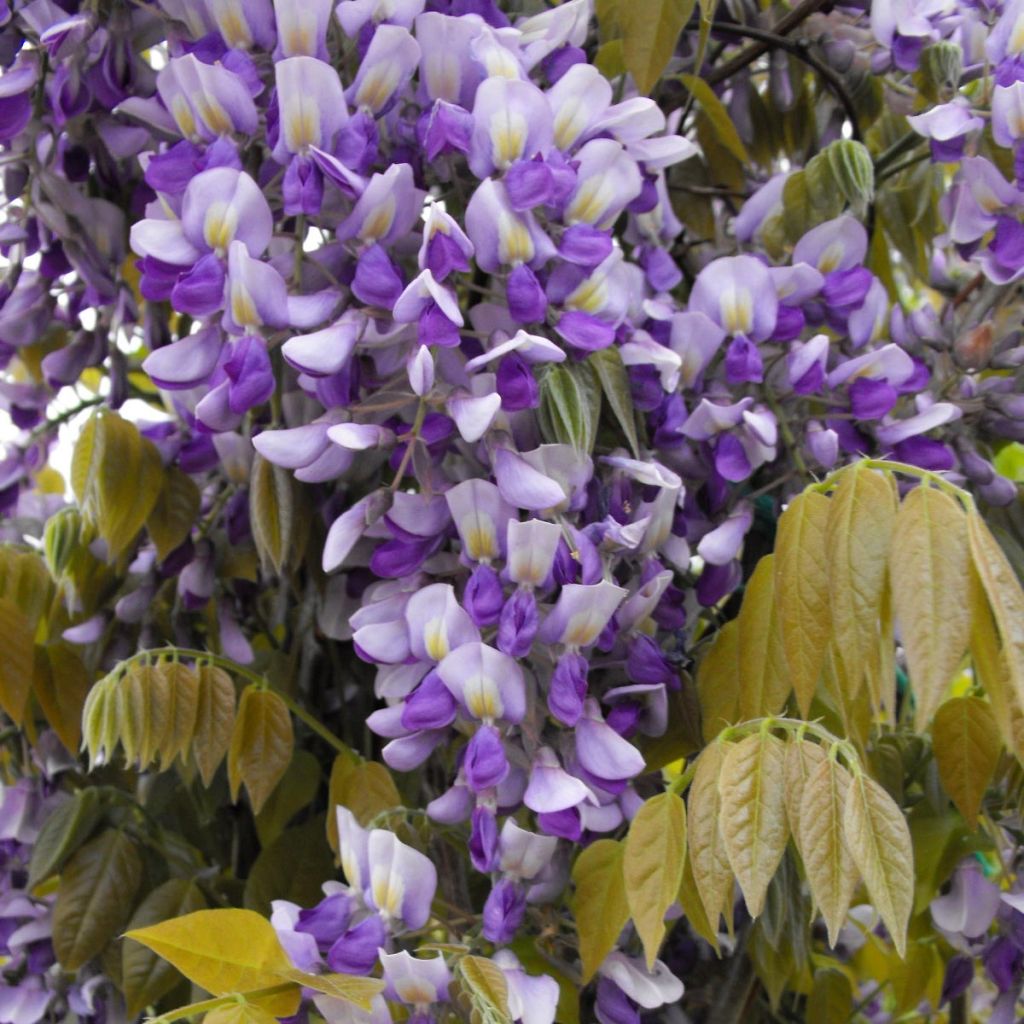 Wisteria venusta Grande Diva Nathalie - Glicina japonesa