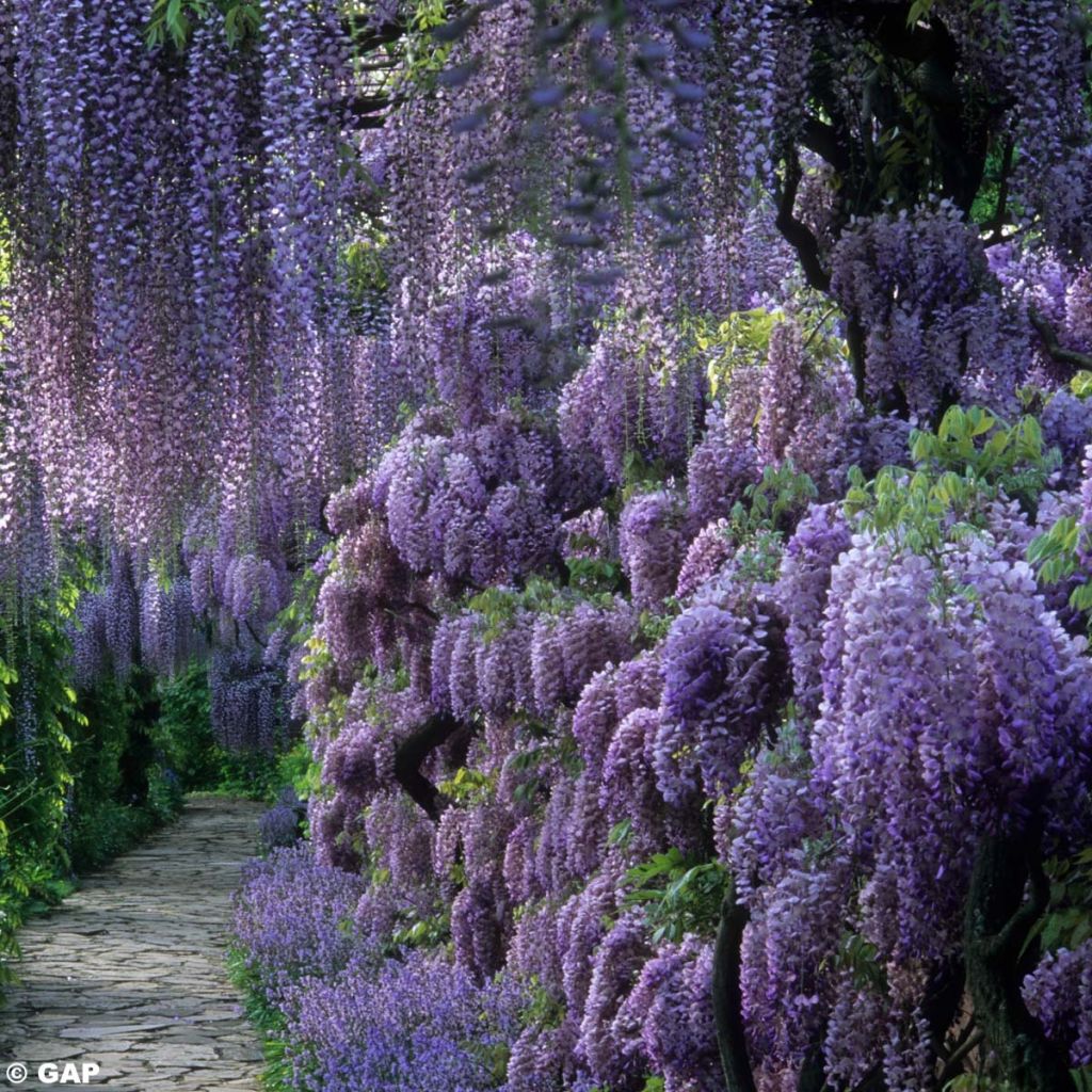 Wisteria sinensis - Glicinia