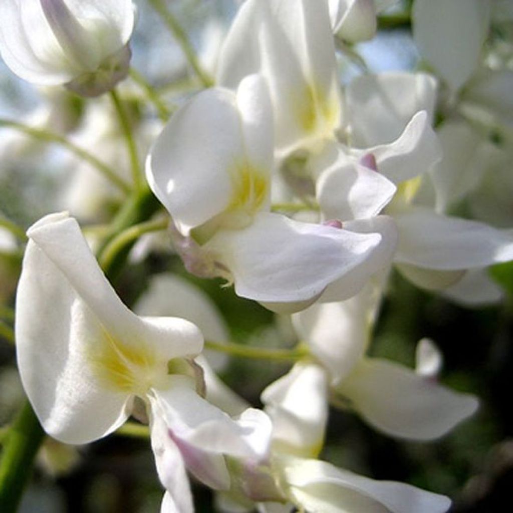 Glycine de Chine - Wisteria sinensis alba