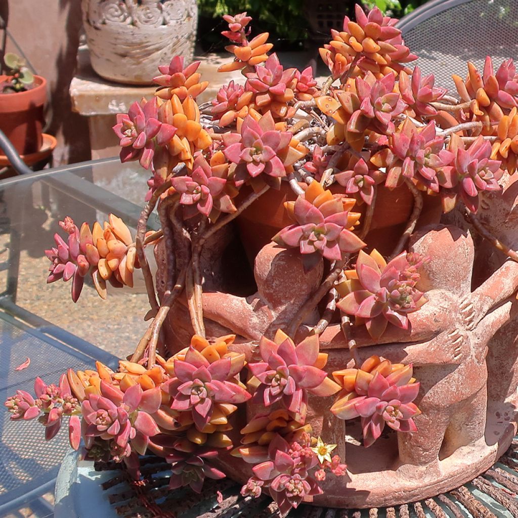 x Graptosedum Bronze - Plante grasse